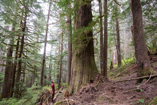 Western redcedar