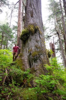 Giant yellow cedar