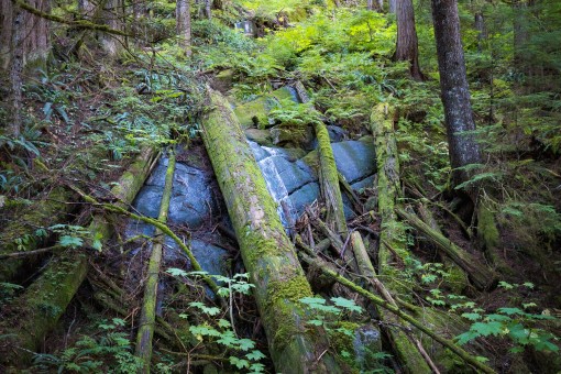 Emerald green groves.