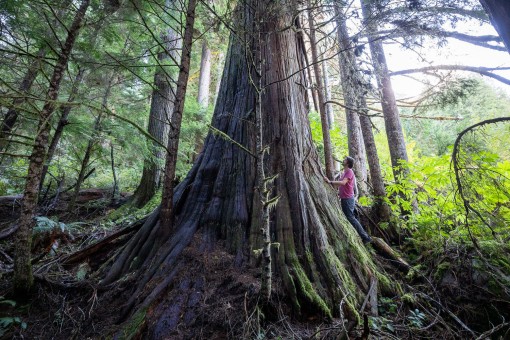 Unprotected monumental redcedars can still be found at the base of of some of the climbing walls in the valley.