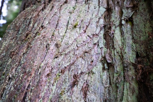 Bear claw marks