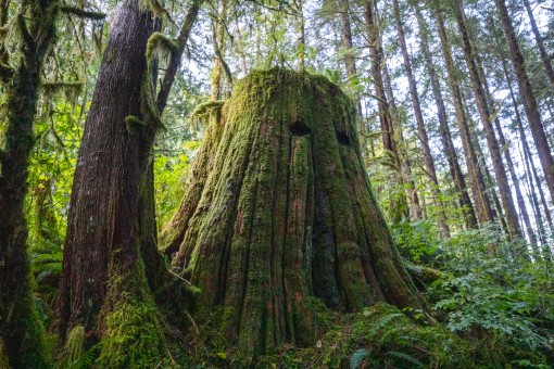 Stumps in the second-growth remind us of the grand forests that would have once blanketed the valley.