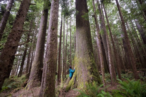 Spruce Bay Old Growth Trail.