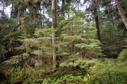 Younger trees starting out below the giants. This is part of the 'multi-layered' canopy found in an old-growth forest.