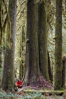 Beautiful western redcedars are also found here.