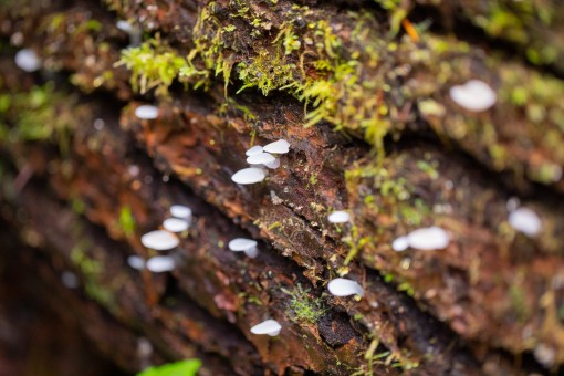 Jelly fungi