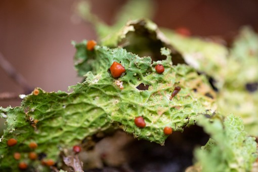 Lobaria lichen