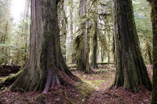 There is no formal boardwalk here so tread lightly on the path through the woods.