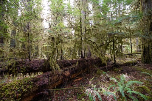 Nurse log