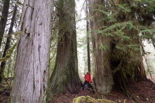 Cluster of giant cedars