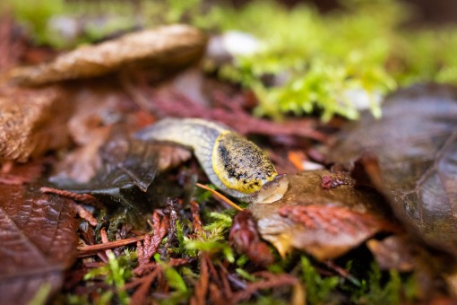 Yellow-bordered Taildropper (Prophysaon foliolatum)