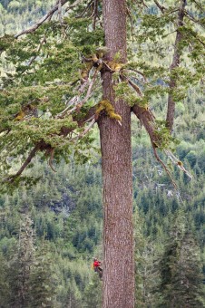 The iconic Big Lonely Doug, a lone survivor of an ancient forest that was clearcut in 2011, is the second-largest Douglas-fir tree known in BC. This magnificent giant has since received international recognition as a symbol for vanishing old-growth forests in this province. Location: Edinburgh Mountain, Pacheedaht territory. Height 216 ft (66 m), diameter 12.4 ft (3.79 m).