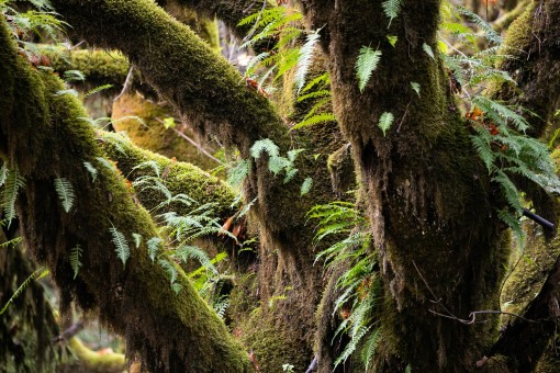 Licorice ferns growing on a Mossy Maple.