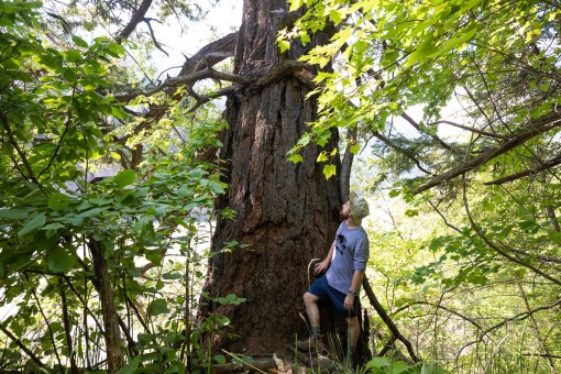 Kanaka Bar Lands Manager, Sean O'Rourke, beside the largest known interior Douglas-fir tree, which he identified.