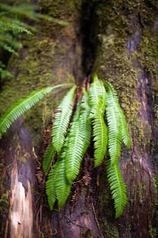Deer ferns, captured by AFA photographer and campaigner TJ Watt