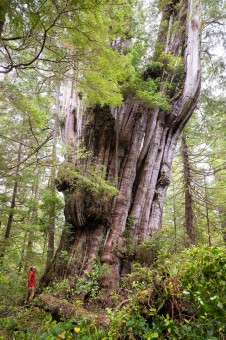 Ancient Forest Alliance photographer TJ Watt beside the gargantuan redcedar on the day he first found it.