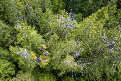 View of the tree's massive crown. The majority of spires you can see in the center and right side of the photo belong to the one tree.