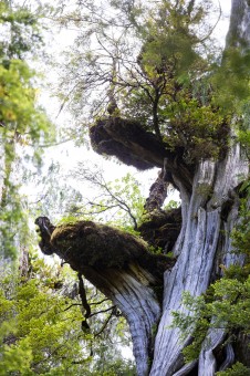 Suspended moss mats and epiphytes.