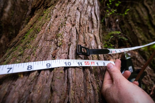 Measuring the circumference of the tree.