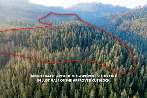 Approximately half of the 36.5 hectares (roughly 68 football fields) worth of old-growth forests currently being logged by Western Forest Products in this location.