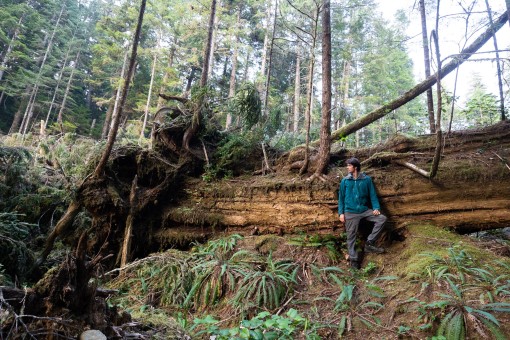 A giant nurse log