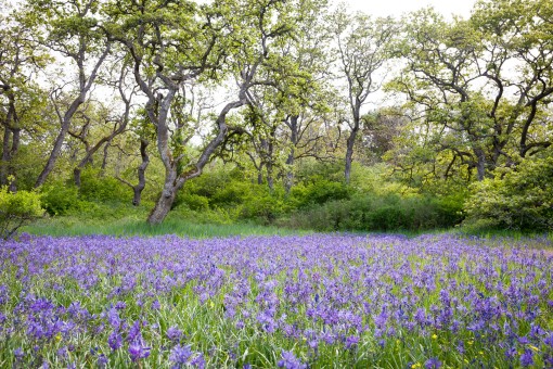 Camas flowers bloom in  a Garry oak meadow in Uplands Park in Victoria, BC.