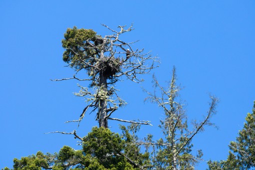 Bald eagle nest in an old-growth Douglas-fir tree.