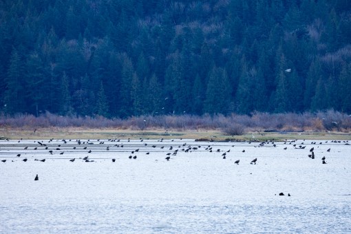 Tens of thousands of bald eagles can be seen in the Harrison-Chehalis River estuary during the fall/winter salmon runs.