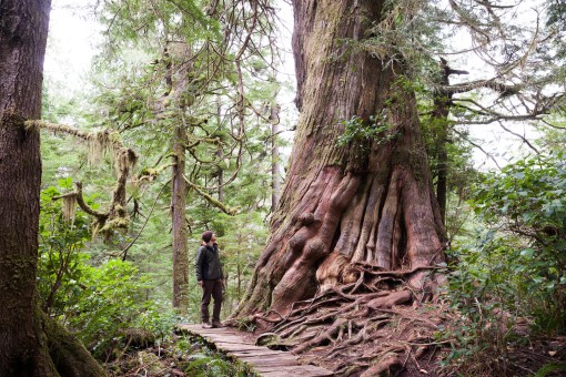 Big Tree Trail