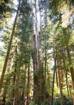 The Castle Giant is a monumental redcedar growing in the unprotected Walbran Valley on Vancouver Island. This redcedar measures over 16 ft wide at the base and was used by scientists for canopy research projects.