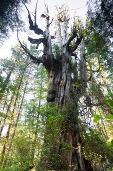 This crazy looking redcedar with its spiky candelabra top grows in a remote location on Flores Island north of Tofino, BC.