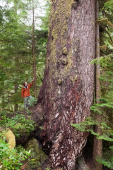 The Grandma Betty tree is gigantic Douglas-fir that was named after activist Betty Krawczyk who participated in some of the early blockades to try and protect the Upper Walbran Valley. Sadly, the old-growth directly adjacent to this tree was logged in recent years.