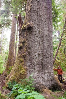 The Yakoun Spruce on Haida Gwaii.