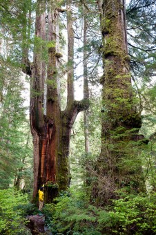 The Emerald Giant (or 'Mordor Tree') in the Walbran Valley. This tree shows a great example of the candelabra top that develops in these very old redcedars. 