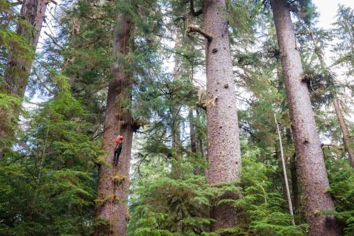A climber assisting with research ascends a Sitka spruce tree nearly 300ft tall in the Randy Stoltmann Grove, Carmanah Valley.