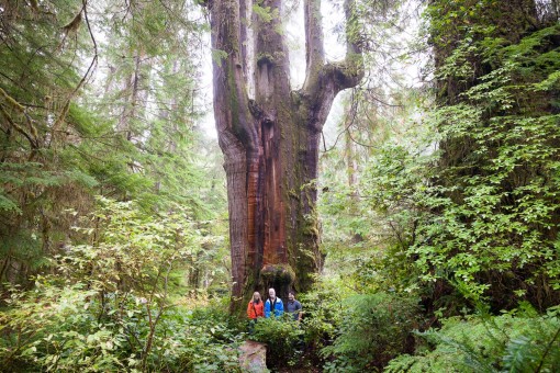 The Emerald Giant tree in the endangered Central Walbran Valley