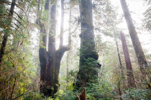 The Emerald Giant tree in the endangered Central Walbran Valley - 2016