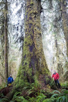 A giant spruce in the FernGully Grove near Port Renfrew.  Diameter: 11 ft (3.34 m) 