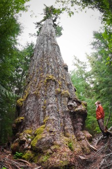 The Red Creek Fir is the world's largest Douglas-fir tree! It grows in the San Juan Valley near Port Renfrew in Pacheedaht territory and is estimated to be over a thousand years old. Height: 242 ft (73.8 m) Diameter: 13'9 ft (4.2 m)
