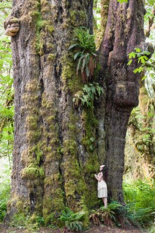 The San Juan Spruce - previously Canada's largest spruce until a piece of the top broke off. This beautiful tree grows near Port Renfrew on Vancouver Island in Pacheedaht territory. Height: 205 ft (62.5 m) Diameter: 12 ft (3.6 m) Volume: 333 m3