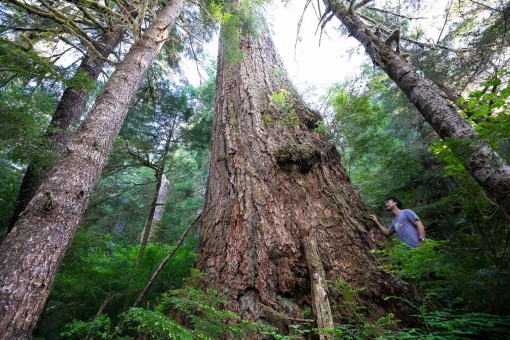 The Alberni Giant, Canada's 5th widest known Douglas-fir tree
