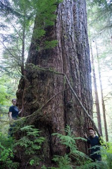 The Alberni Giant, Canada's 5th widest known Douglas-fir tree. This tree grows in the Nahmint Valley near Port Alberni. Sadly, a recently clearcut came to within 10-20 m of the tree.