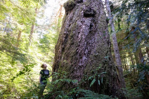A huge large Douglas-fir tree growing in the Nahmint Valley.  Diameter: 8.4 ft (2.5 m) Height: 215 ft (66 m)