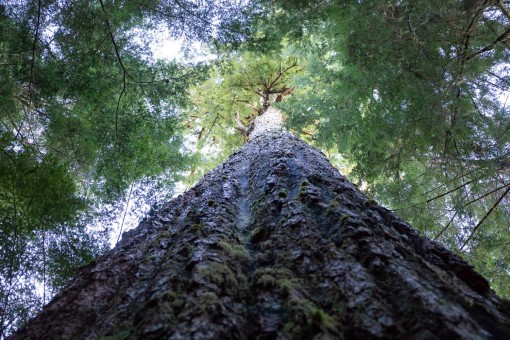 The Alberni Giant, Canada's 5th widest known Douglas-fir tree