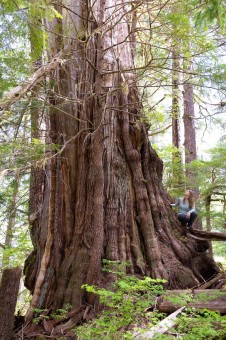 Nahmint Valley - unprotected western redcedar tree