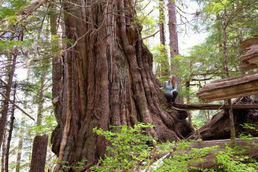 A huge western redcedar growing unprotected in the Nahmint Valley. Height: 126 ft (38.4 m) (broken top) Diameter: 14'7" ft (4.3 m)