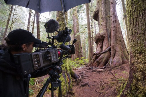 Cinematographer Nicholas de Pencier filming in Avatar Grove near Port Renfrew on Vancouver Island for the acclaimed documentary film Anthropocene: The Human Epoch.