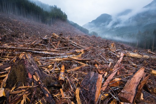 An old-growth forest clearcut on Edinburgh Mountain near Port Renfrew featured in the acclaimed documentary, Anthropocene: The Human Epoch.