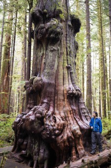 The incredible burly cedar in the lower Avatar Grove near Port Renfrew in Pacheedaht territory. This has to be one of the coolest trees on Earth!
