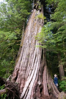 The incredible Canoe Creek Cedar! This tree grows along the Kennedy River and is accessed by a short trail off the highway between Port Alberni and Tofino. Not sure anyone has actually measured it yet but it's huge!